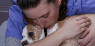 DogVet